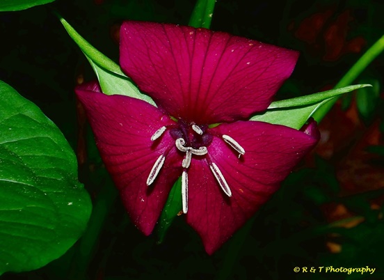 {Trillium vaseyi}